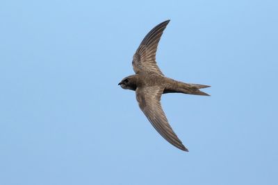 Pallid Swift
