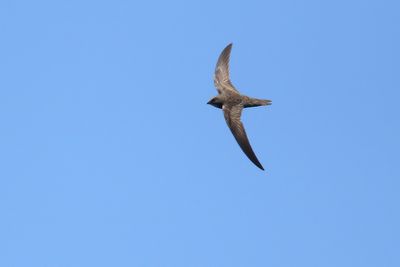 Pallid Swift