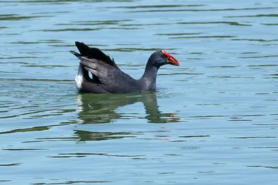 Purple Swamphen