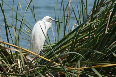 Little Egret