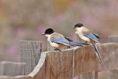 Iberian Magpie