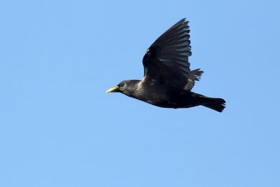 Spotless Starling