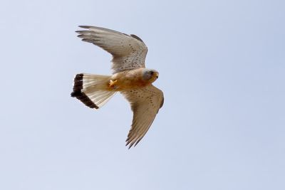 Lesser Kestrel