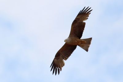 Black Kite