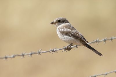 Woodchat Shrike
