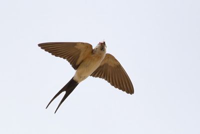 Red-rumped Swallow