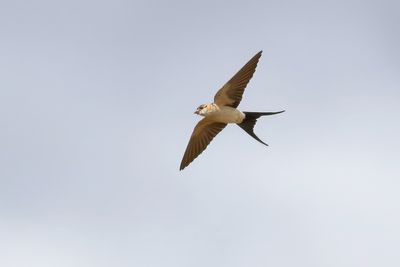 Red-rumped Swallow