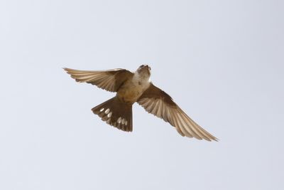 Crag Martin