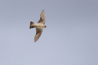 Crag Martin