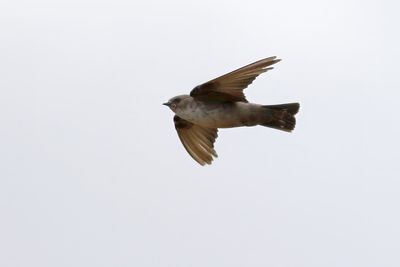 Crag Martin