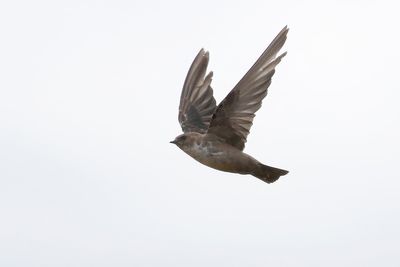 Crag Martin