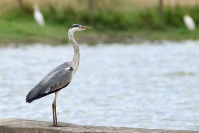 Grey Heron