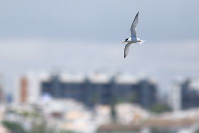 Little Tern