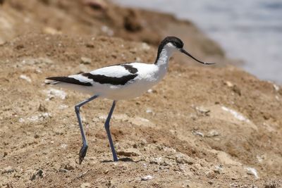 Pied Avocet