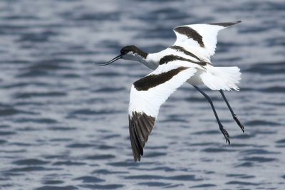 Pied Avocet