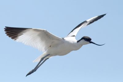 Pied Avocet