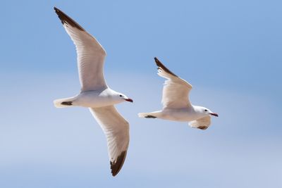 Audouin's Gull