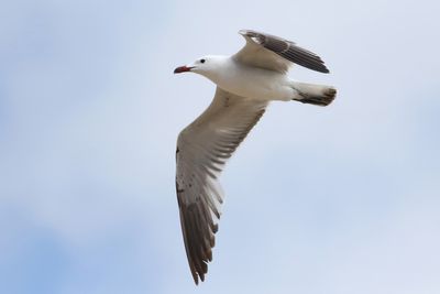 Audouin's Gull