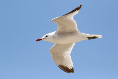 Audouin's Gull