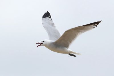 Audouin's Gull