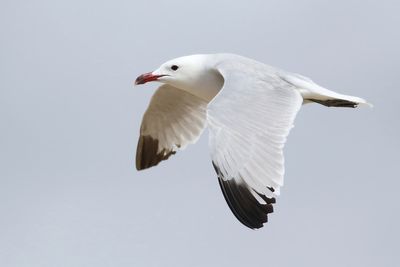 Audouin's Gull
