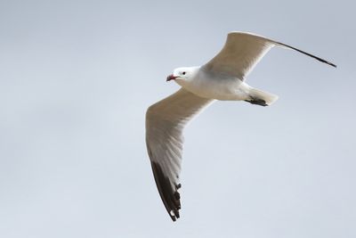 Audouin's Gull