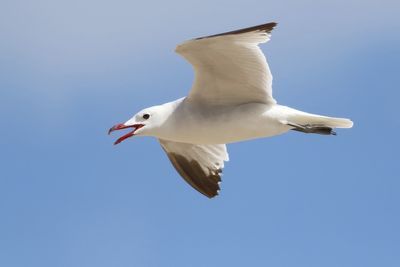 Audouin's Gull