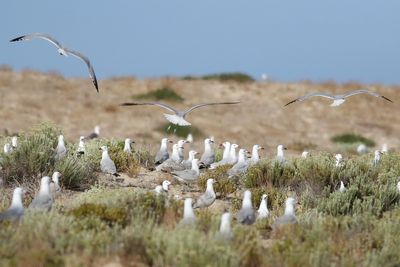 Audouin's Gull