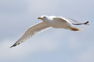 Yellow-legged Gull