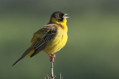 Black-headed Bunting