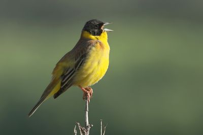 Black-headed Bunting