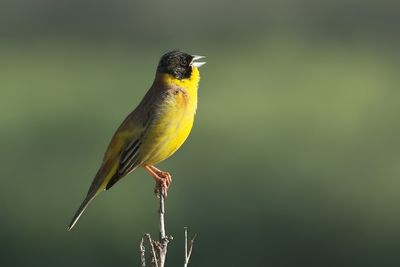 Black-headed Bunting