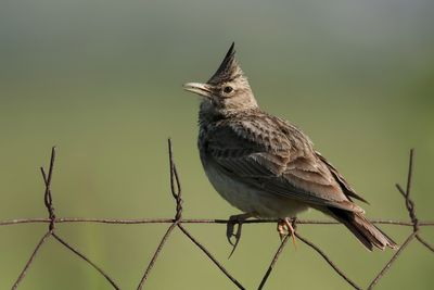 Crested Lark