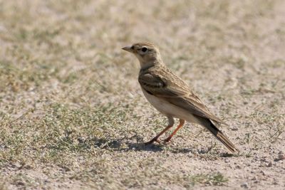 Greater Short-toed Lark