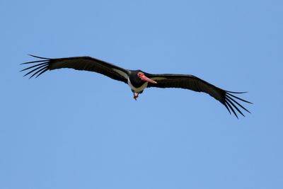 Black Stork