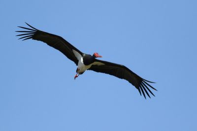 Black Stork
