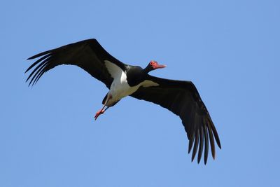 Black Stork