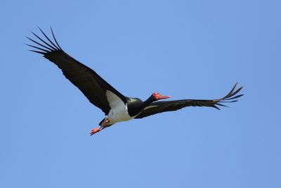 Black Stork