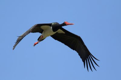 Black Stork