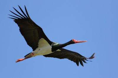 Black Stork