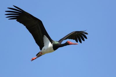 Black Stork