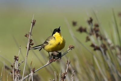 Western Yellow Wagtail