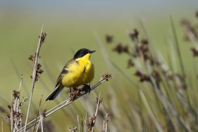 Western Yellow Wagtail