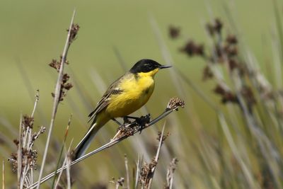 Western Yellow Wagtail