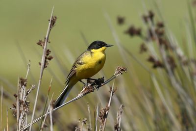 Western Yellow Wagtail