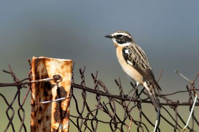 Whinchat
