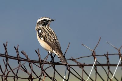 Whinchat