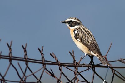 Whinchat