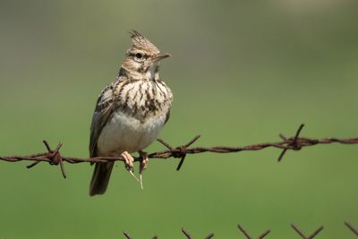 Crested Lark