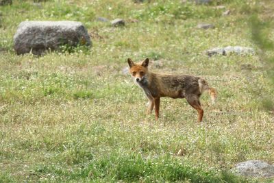 Red Fox